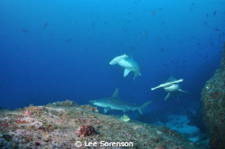 Swimming with Hammerheads... by Lee Sorenson 